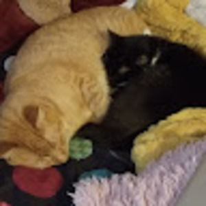 Meet your Posher, Sera